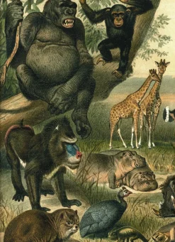African Fauna 2910L