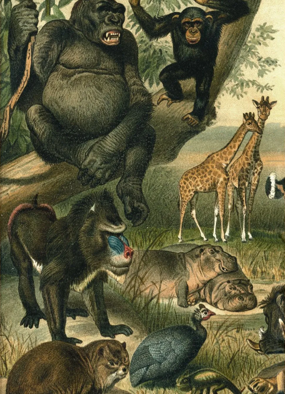 African Fauna 2910L
