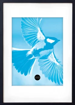Blue Sparrow