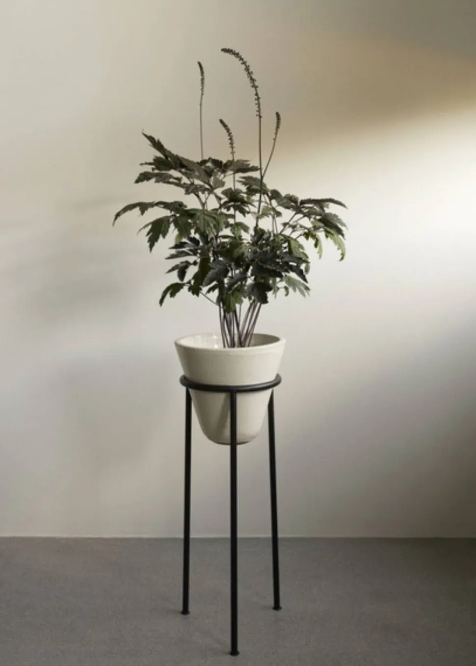 Daiza Planter