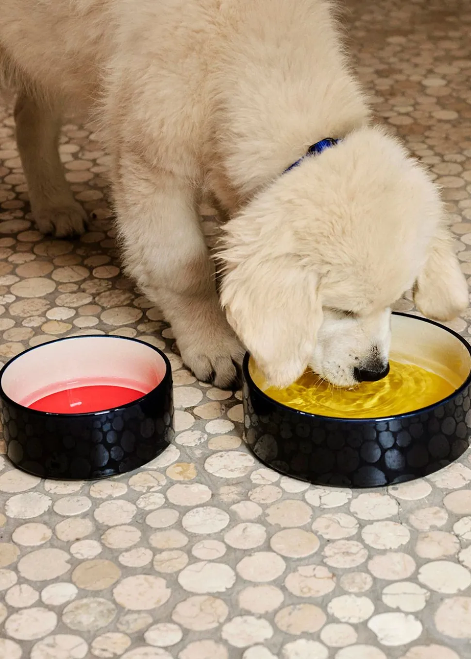Hay Dogs Bowl