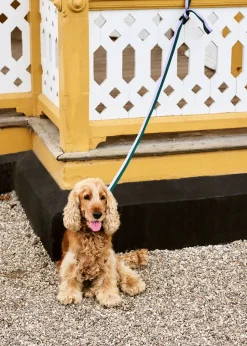 Hay Dogs Leash