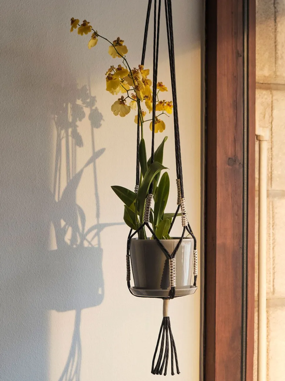 Phanta Plant Hanger