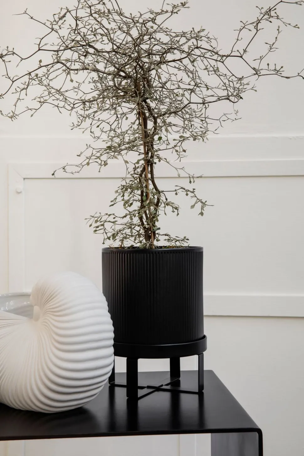 Shell Pot