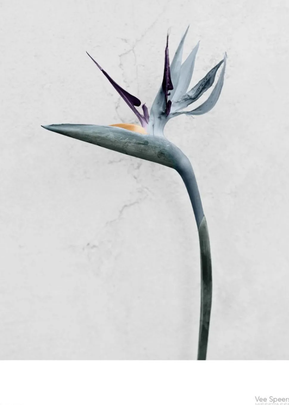 Vee Speers - Botanic Series