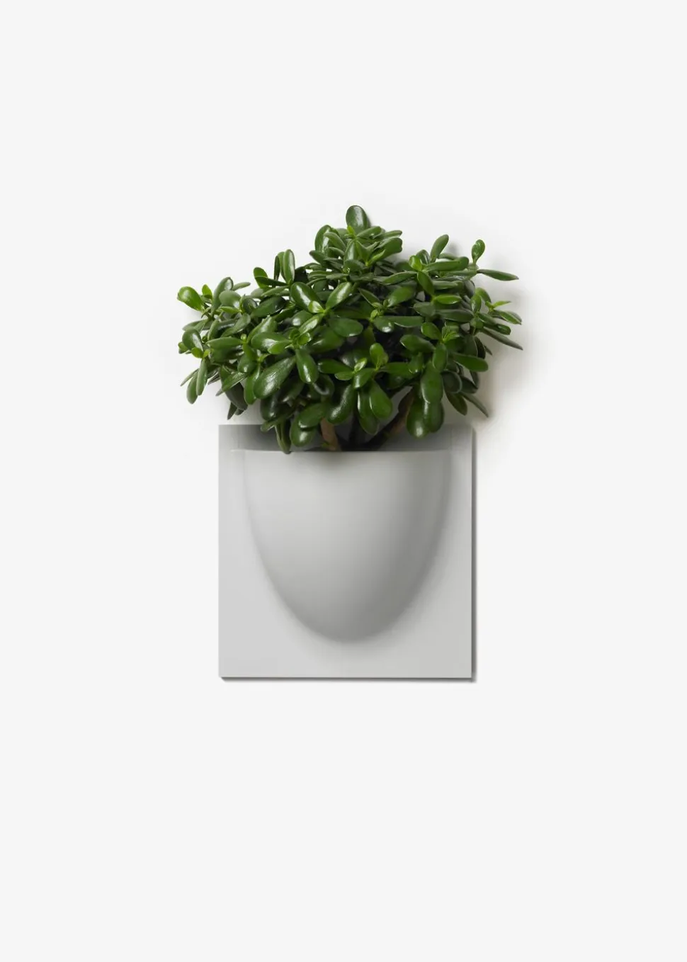 Vertiplants BIO