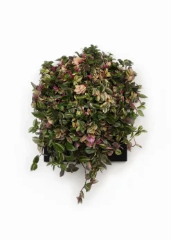 Vertiplants BIO